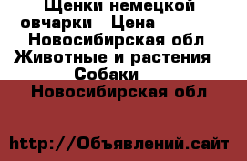 Щенки немецкой овчарки › Цена ­ 7 000 - Новосибирская обл. Животные и растения » Собаки   . Новосибирская обл.